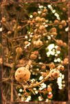 Woods Bokeh by Laura-Skeff