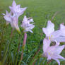 Unknown pink flowers