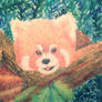 Little red panda