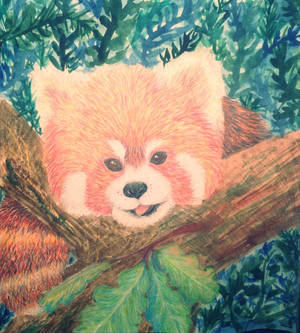 Little red panda