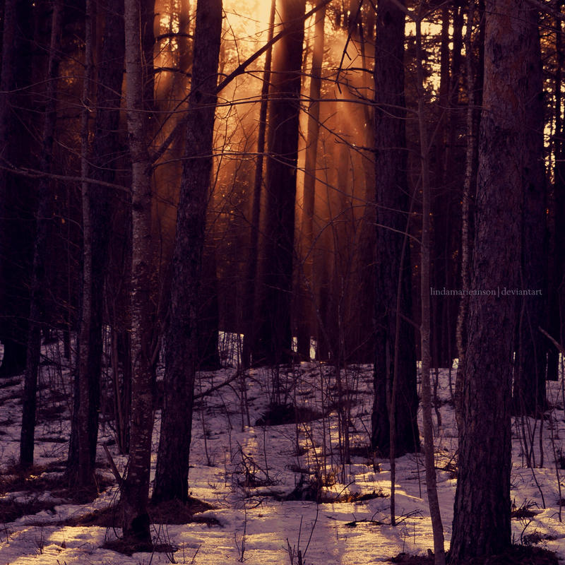 Sunset In The Forest