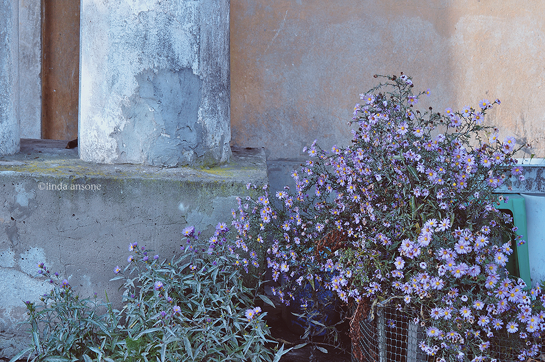 Columns and Flowers