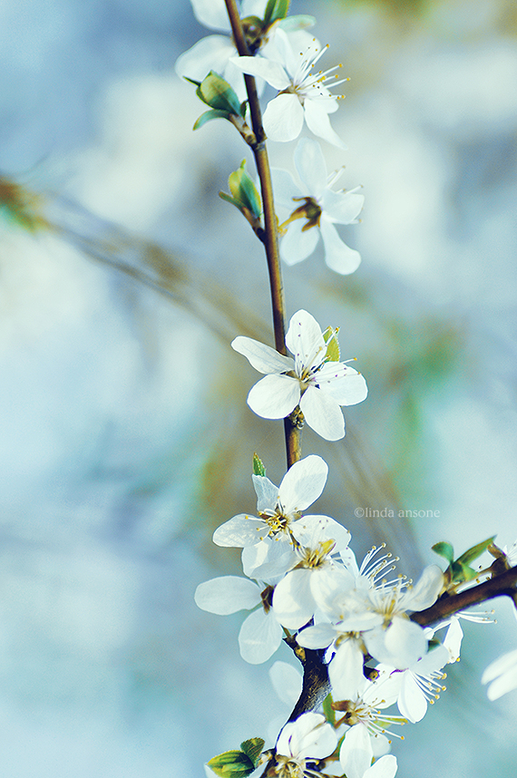 Blooming Innocence