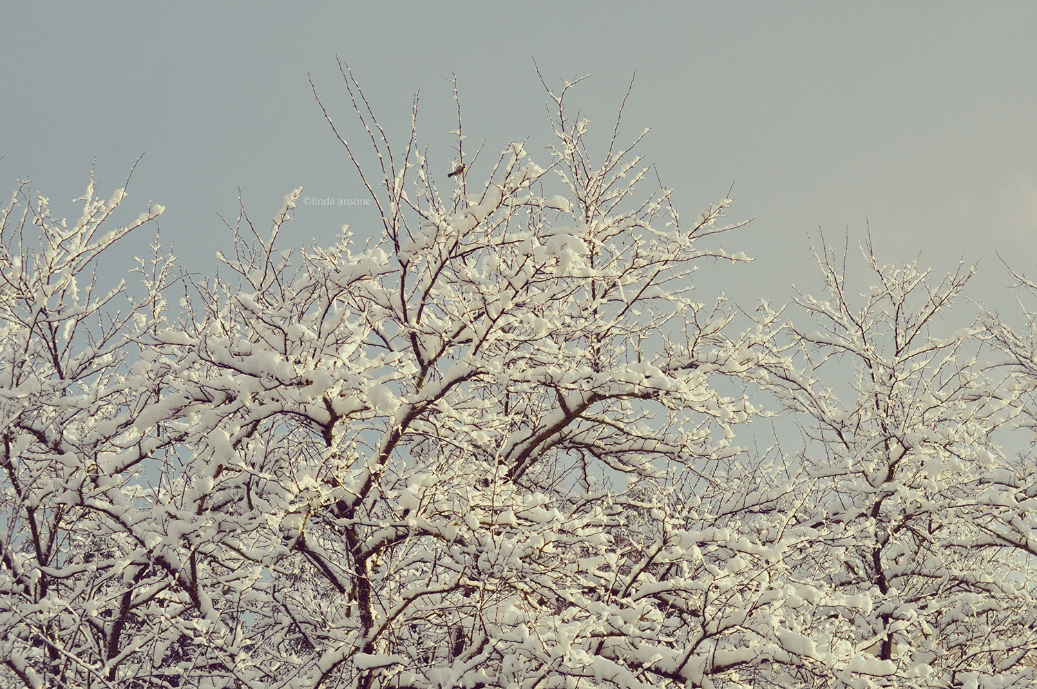 Snow On Acacia