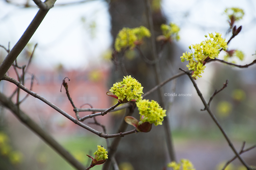 Blooming Maple Trees