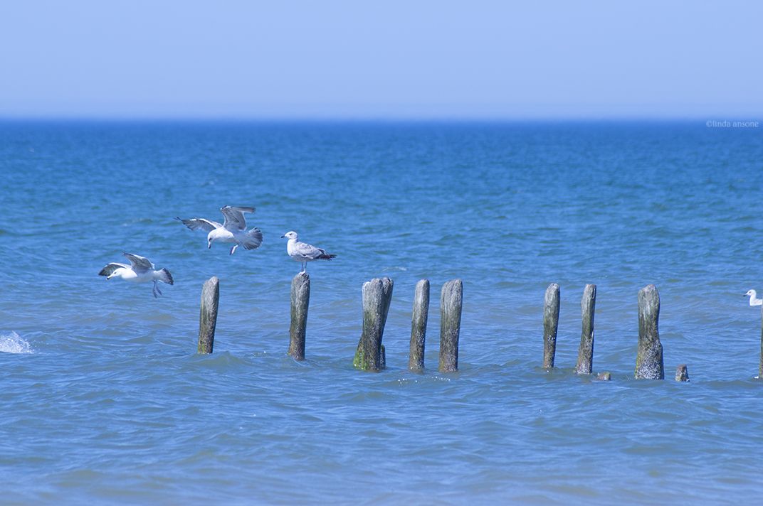 this land belongs to the gulls