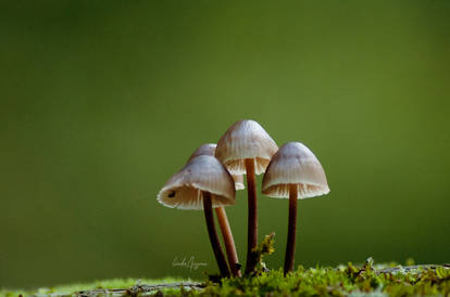 mycena