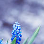 Grape hyacinth