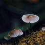 Mycena