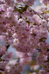 Cherry blossoms II