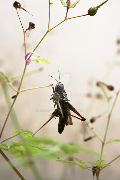 Grasshopper 2