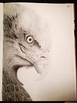 Eagle drawing