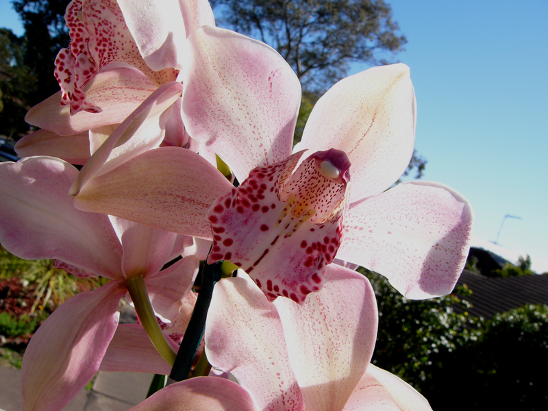 Orchids from my love