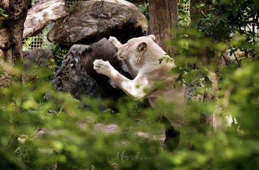 Lioness playing