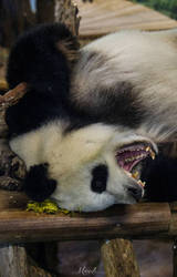 Yawning Panda Wu Wen