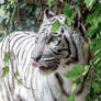 White Tiger