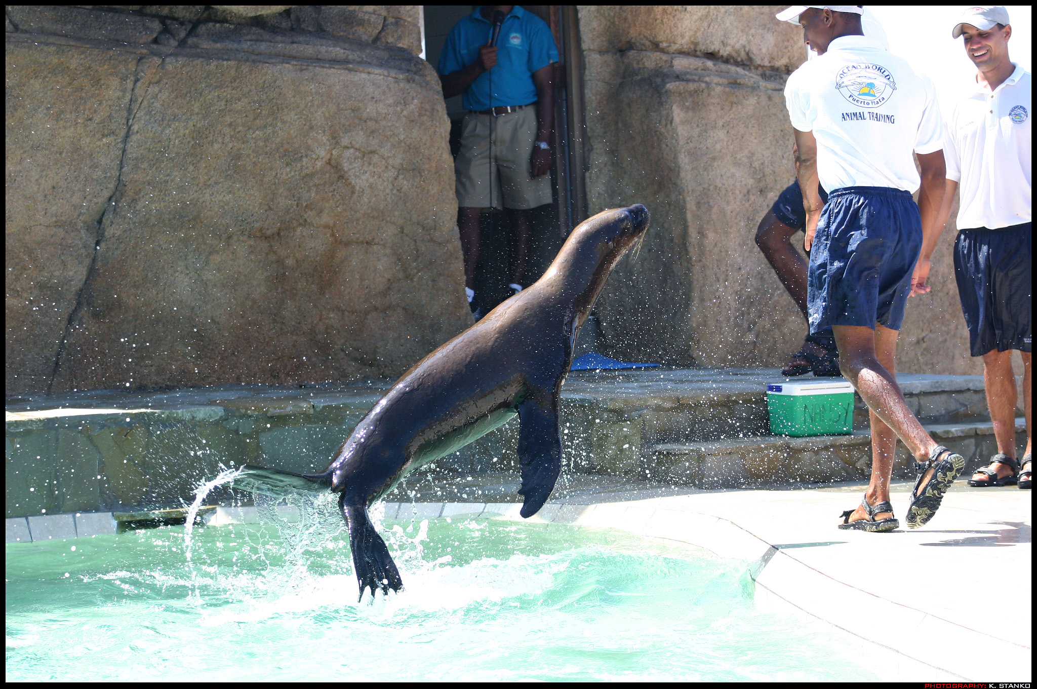 Seals in dominican republic