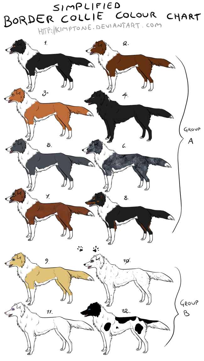 NEW Border Collie Colour Chart by Kimptone on DeviantArt