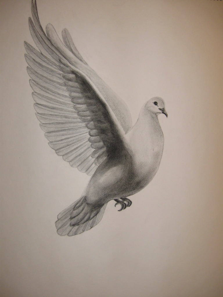 Dove, Large version