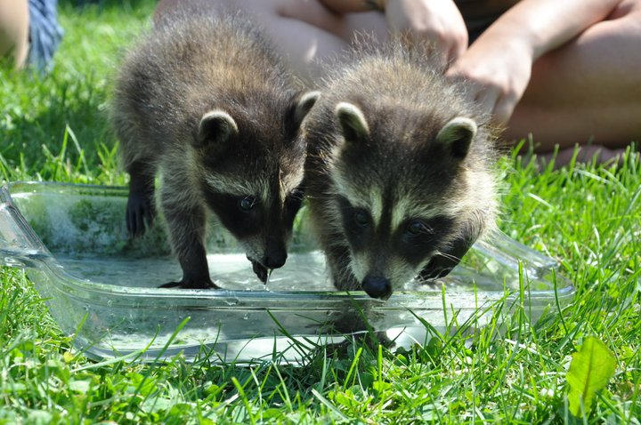 Captured Moments- rIcKi AnD rOcKo RaCcOon by MonsterKitty1220 on DeviantArt