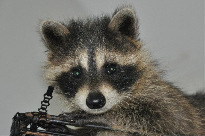Allentown Ritter Racoons Captured Moments- RiCkI rAcCoOn by MonsterKitty1220 on DeviantArt