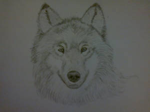 First attempt on a wolf