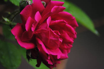 Rose 1