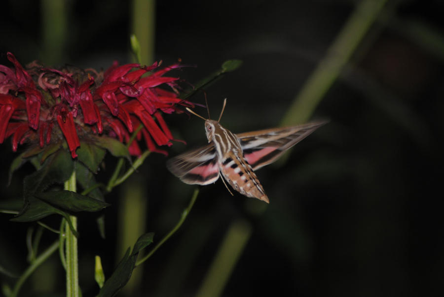 Hummingbird Moth 1