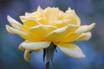 Yellow Rose 1 by Tyyourshoes