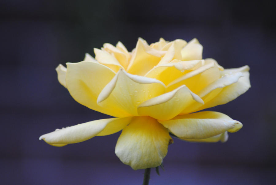 Yellow Rose 2