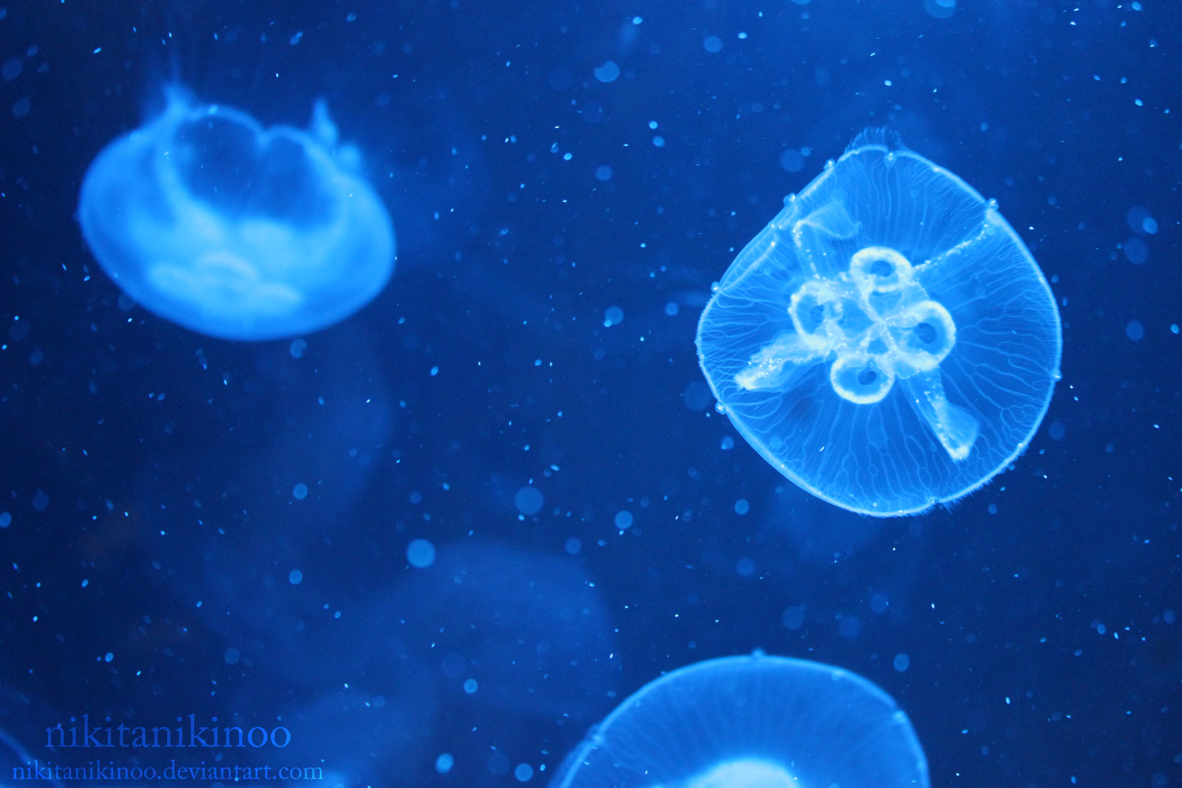 Moon Jellyfish (aurelia aurita)