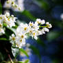 Cotton Flowers