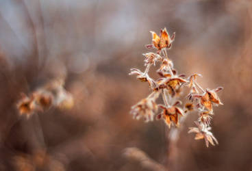 Amber Remnants