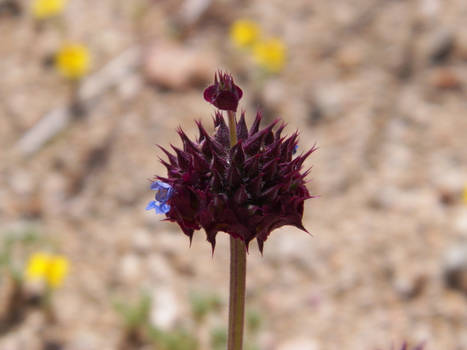 Desert Thistle