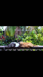 Hawaiian cats