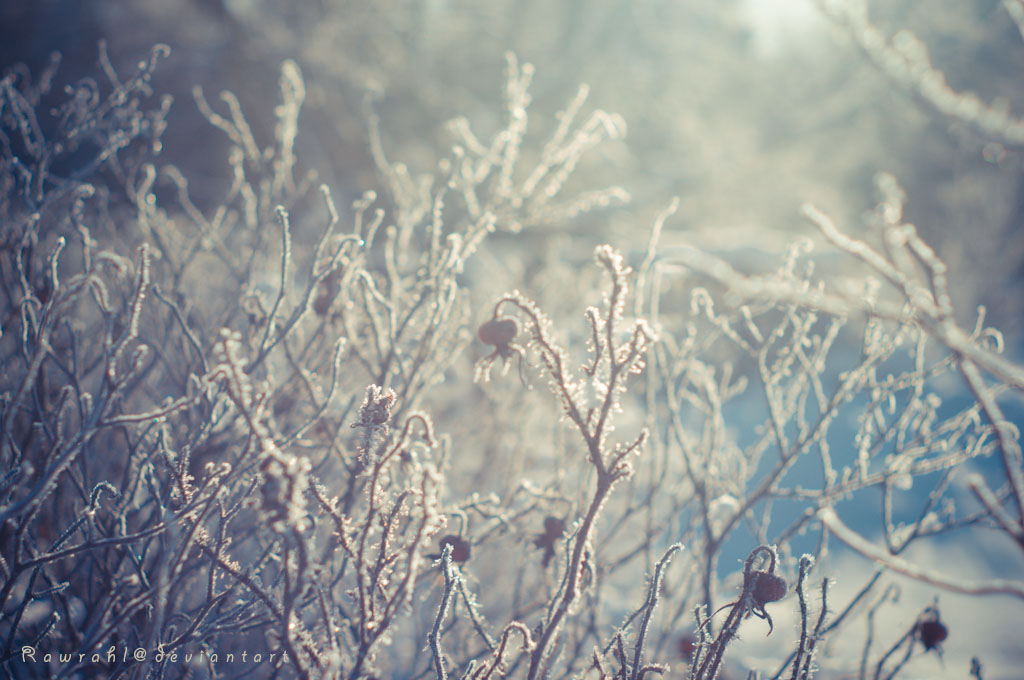 Winter Roses