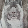 My new drawing american akita 