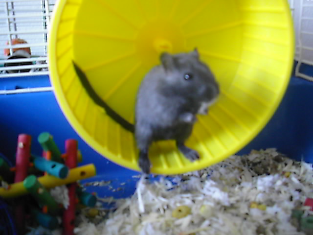 This is Luna, the new gerbil