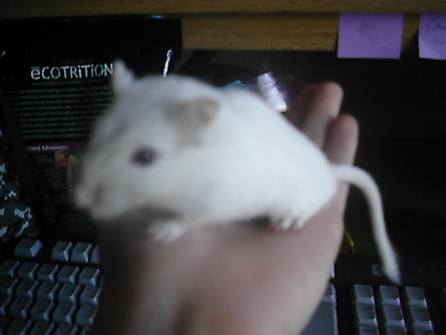 This is Snow, my gerbil