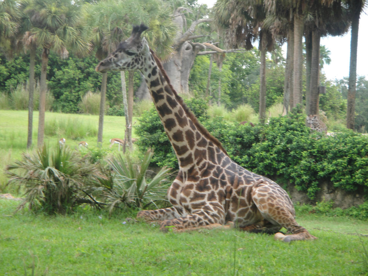 Disney's Animal Kingdom - Another Giraffe by Michaelsar on DeviantArt Disney's Animal Kingdom - Another Giraffe by Michaelsar on DeviantArt