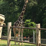 Maryland Zoo - Giraffe