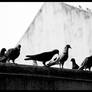 Pigeons at Different Levels