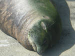 Monk Seal by kabutos-girl