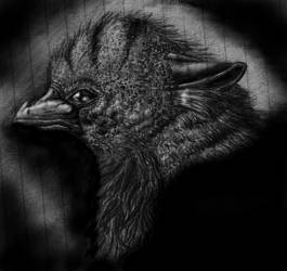 Gryphon Portrait