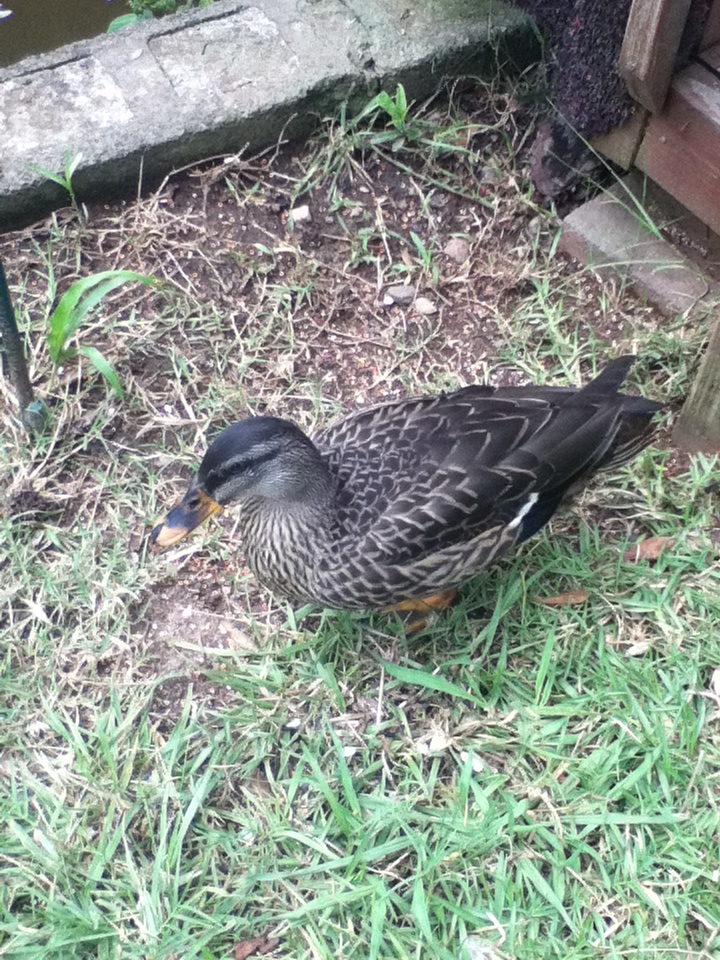 A Very Gentlemanly Duck