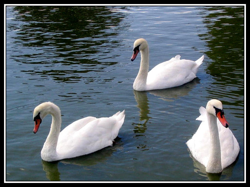 Simple Splendor by Kirbetia on DeviantArt