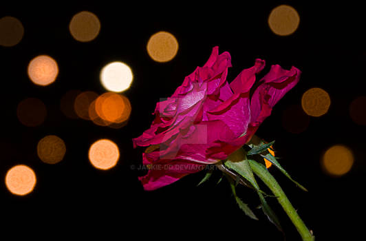 rose and urban lighting