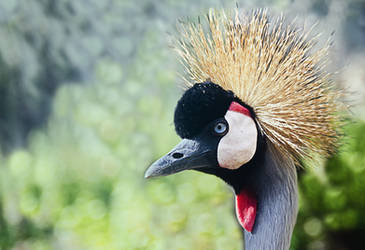 Grey Crowned Crane