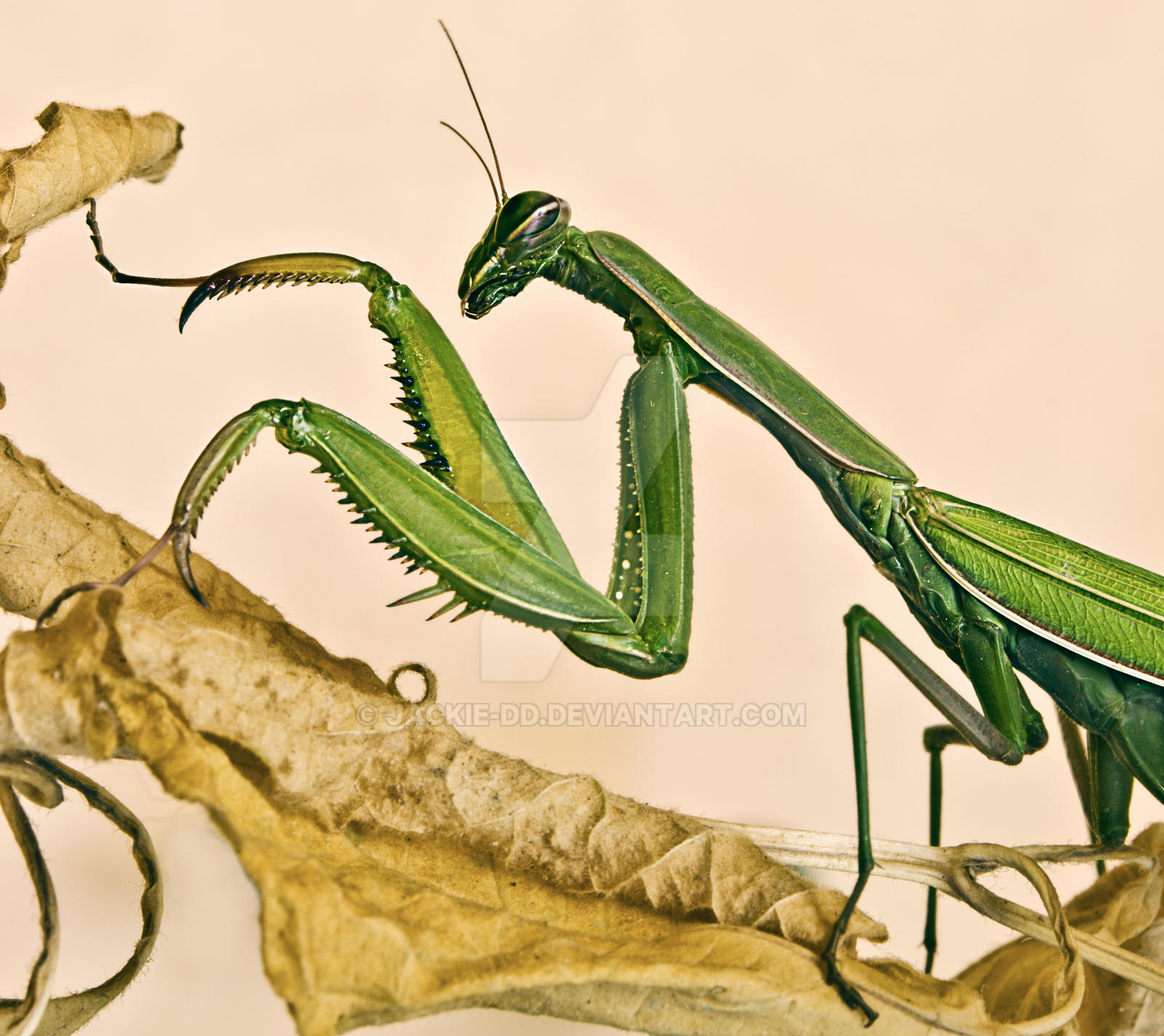 Elegant praying mantis