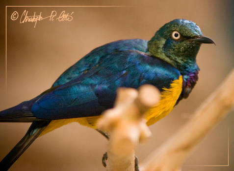 Golden Breasted Starling